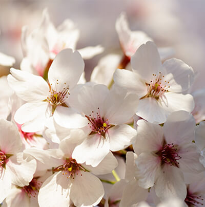 Spring Flower Arrangement
